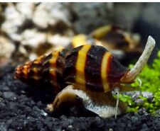 Lumaca Anentome Helena Killer