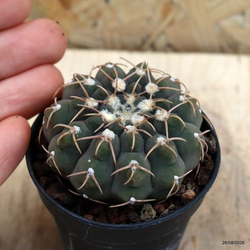 Gymnocalycium stellatum vaso - stellatum,