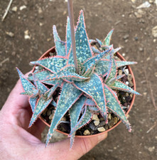 ALOE ‘DONNIE’ - PIANTA DA