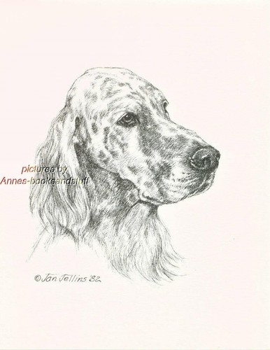 311 setter inglese ritratto - #311,