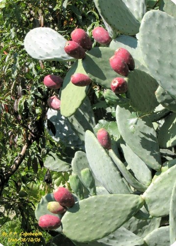Pale fico india - 10, tale