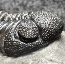 Maroccops sp. Fossile di