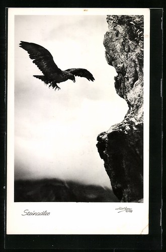 Aquila reale avvicinamento - reale,