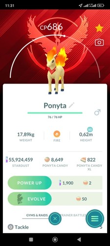 Ponyta candela non - candela,