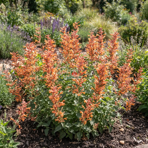 Agastache albicocca sprite - agastache,