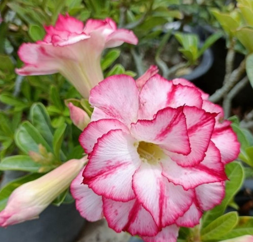 Rosa del deserto - -, adenium