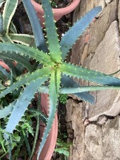 ALOE arborescens foglie