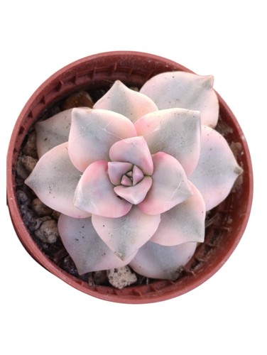 Graptopetalum snow white pink - graptopetalum,