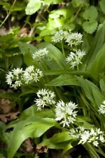 Aglio Orsino - 40 Semi