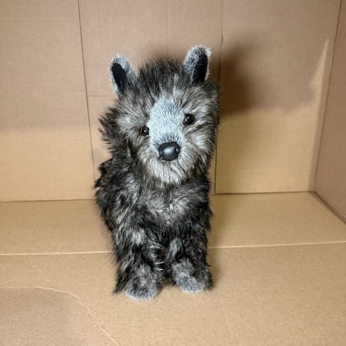 Douglas hazel cairn terrier - douglas,