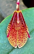 Restrepia Species Fire Pointer pianta vigorosa orchidea Masdevallia
