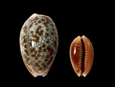 Cypraea helvola fort dauphin - helvola,,