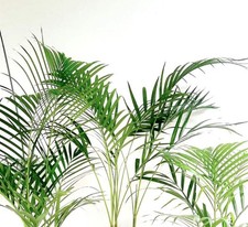 Dypsis lutescens | Areca palm | Butterfly palm - Areca palma | farfalla palma