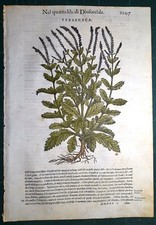 Stampa antica MATTIOLI MATTHIOLI erbario VERBENACA botanica 1585 Antique print