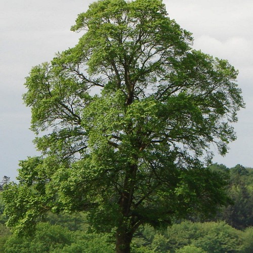 Ulmus minor olmo - -, campestre