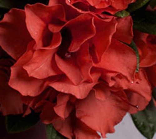 Encore autumn embers - encore®,