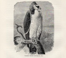 1894 Piccola Stampa Antica =