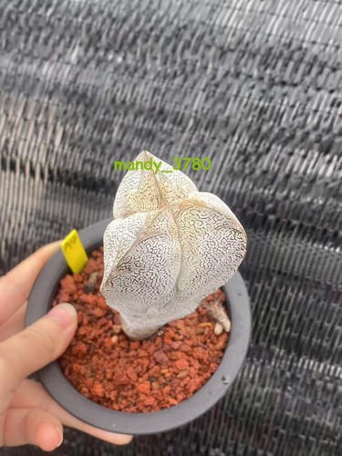 Extra alto astrophytum - alto,