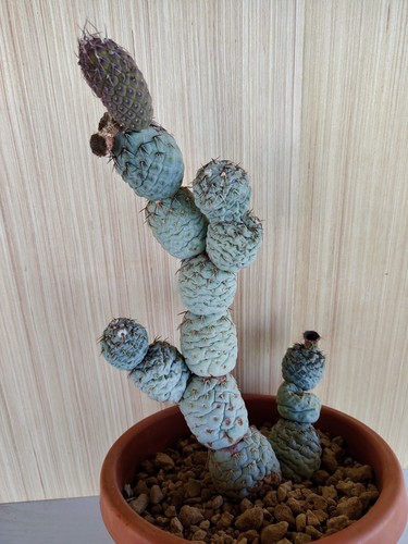 Tephrocactus geometricus pot - geometricus,