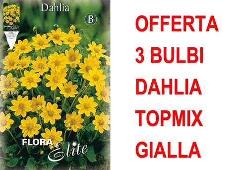 Offerta bulbi dahlia topmix - offerta,