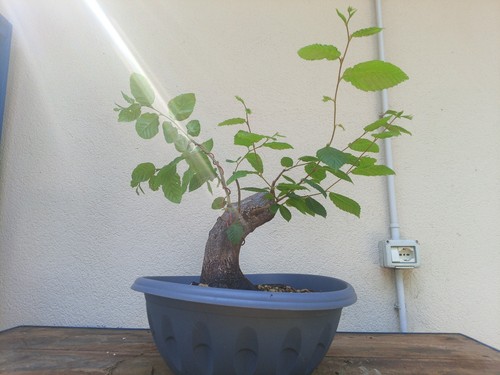 Bonsai carpino bianco - bonsai,