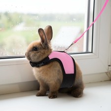  3 Sets Guinzaglio Per Criceti