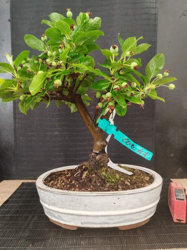 Bonsai melo h 41 - di,