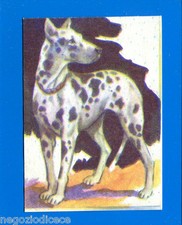 ANIMALI - Lampo 1964 -