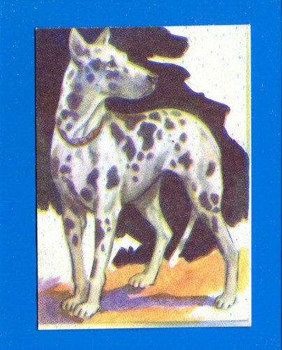 Animali lampo 1964 - animali,