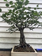 Pear Bonsai, Very Old With