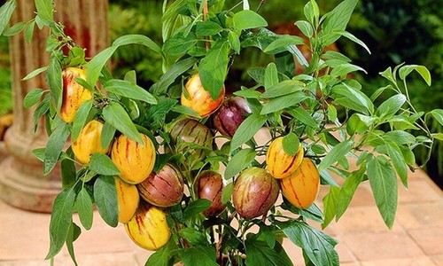 Pepino melone s - s, e