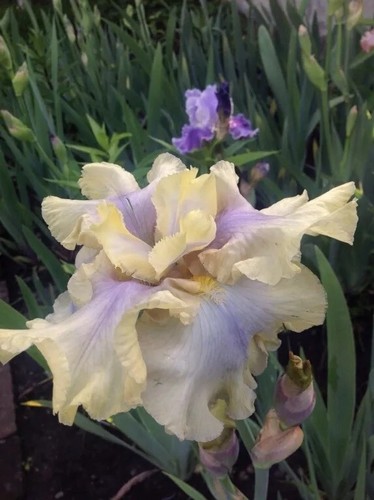 Iris piatta alta barbuta - , 'mary