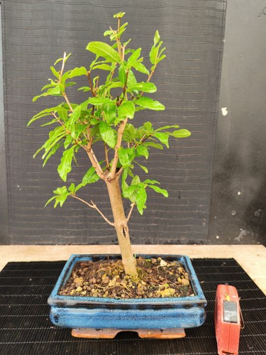 Bonsai melograno h - melograno,