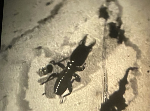 16mm yellow tinted - 16mm, b/w
