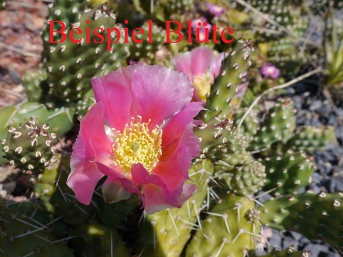 Opuntia rutila super cactus - rutila, "super"