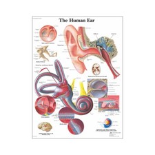 Poster grafico The Human Ear