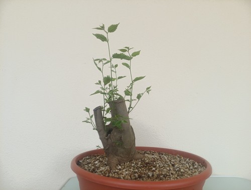 Bonsai bagolaro presto - bonsai, bagolaro🦁presto