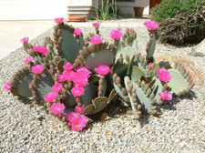 Sale1523 Opuntia Basilaris