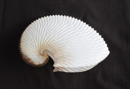 Paper argonaut seashell - argonaut, 'seashell