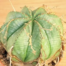 Euphorbia meloformis  ,  pot