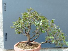 Bonsai Leccio Robusta 50x18cm