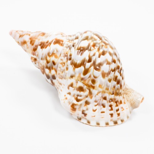 Conchiglia tromba tritoni