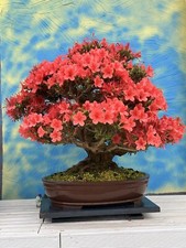 Joe SUPER Bonsai " Kinsai "