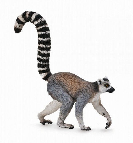 Animali animals wild - animali,