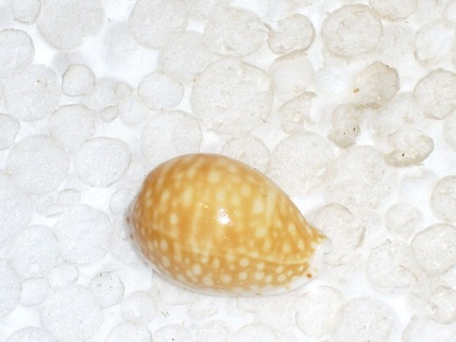 Cypraea acicularis juvenile - cypraea,