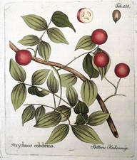 1800,VIETZ'S ICONES PLANTARUM ORIGINAL ANTIQUE WATERCOLOURS NUX-VOMICA  WYQ