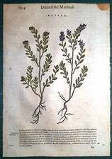 Stampa antica MATTIOLI MATTHIOLI erbario ALISSO botanica 1585 Antique print