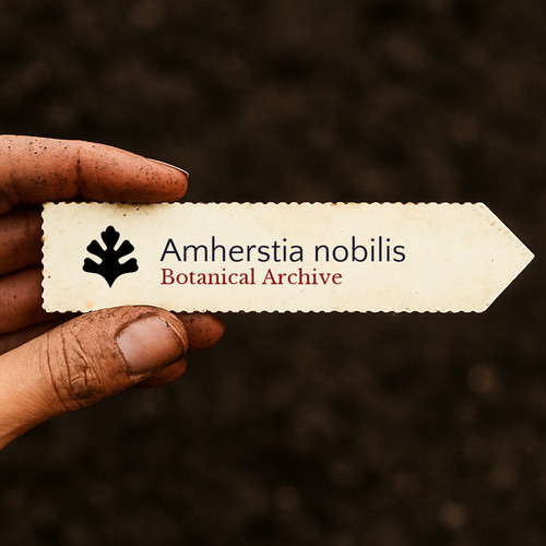 Amherstia nobilis seeds - nobilis,