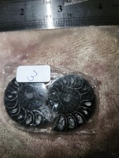 BELLISSIMO FOSSILE DI AMMONITE