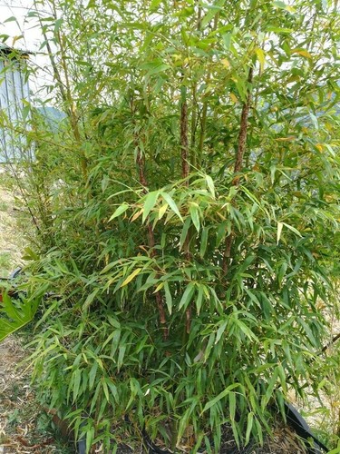 Pianta bambù gigante madake - bambù,